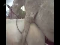Animal XXX Film - Horses in their mating season